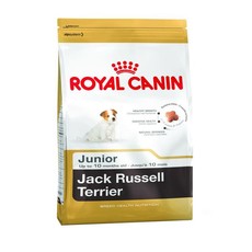 Jack Russell Puppy 3kg