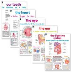 Educat wall chart 5 pack "Human Anatomy" Resource and Learning