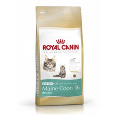 Main Coon Kitten 4kg