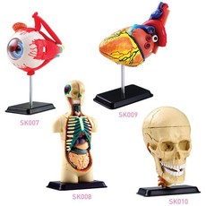 Edu-Science Science & Technology 4 in 1 Anatomy