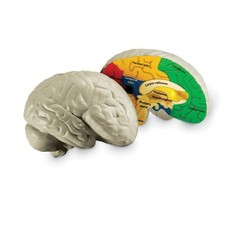 Learning Resources Cross-Section Brain Model