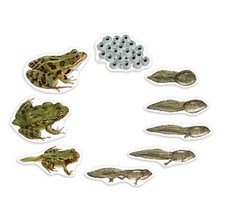 Learning Resources Giant Magnetic - Frog Life Cycle