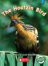 The hoatzin bird