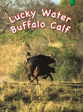 Lucky Water Buffalo Calf: Gr 3 Green