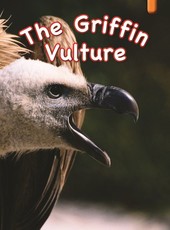 The Griffin vulture