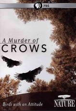 Nature: Murder Of Crows (DVD)