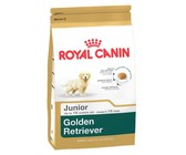 Golden Retriever Puppy 12KG